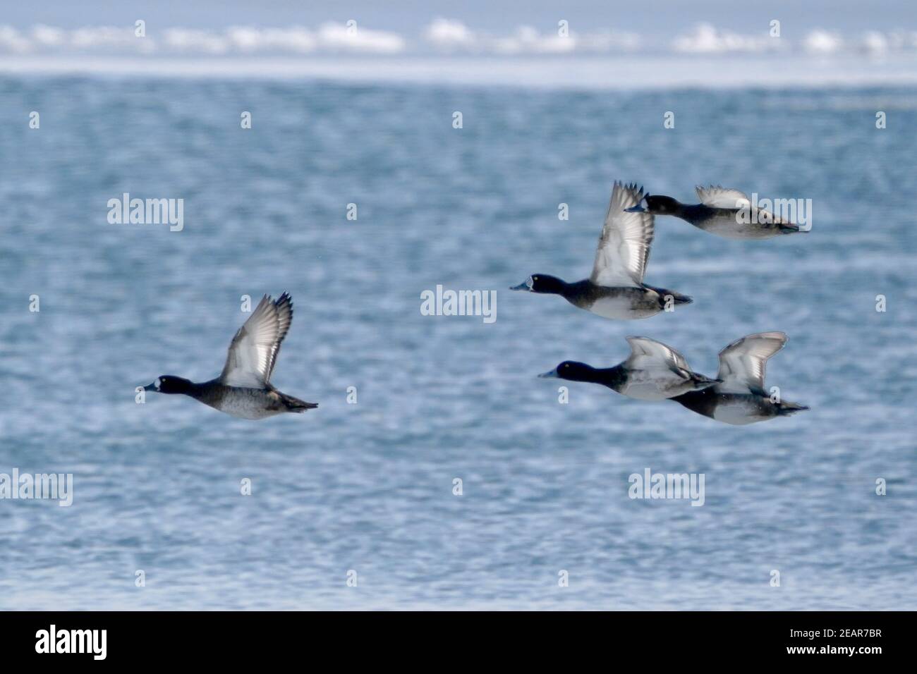 Anatre più grandi di Scaup aka fatture blu Foto Stock