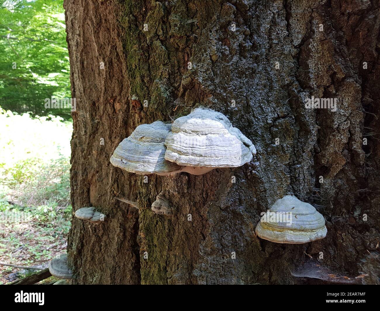 Urwald, Baumriesen, Baumpilze Foto Stock