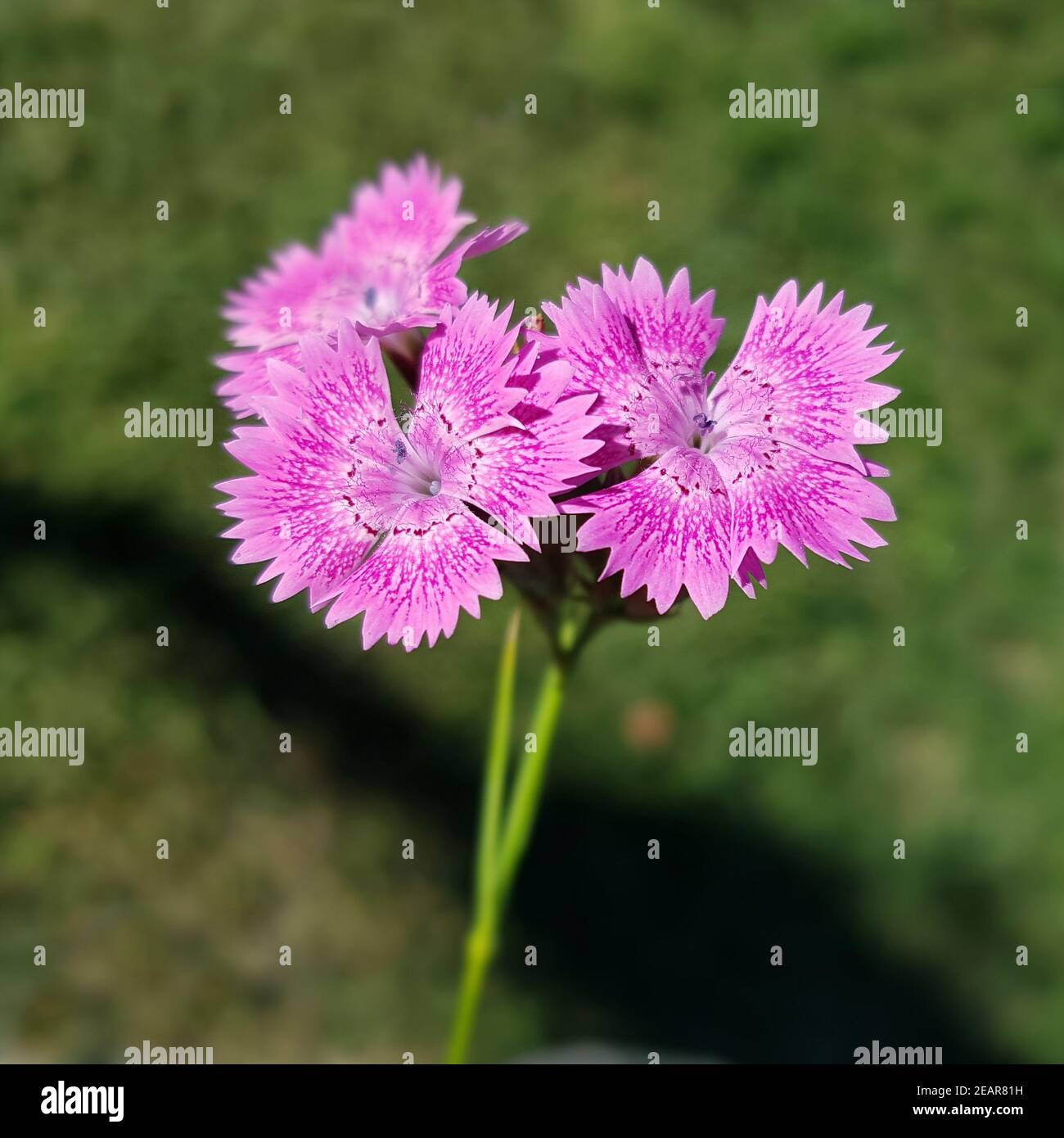 Stein-Nelke, Dianthus, sylvestris Foto Stock