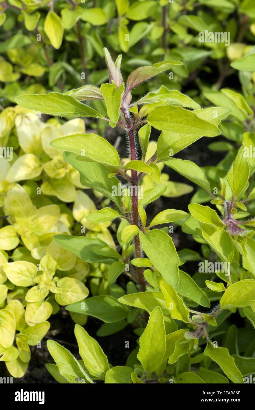 Goldmajoran, Gold-Majoran, Majoran, Origanum vulgare, Arcon Ban Foto Stock