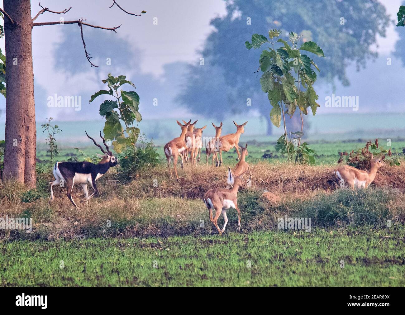 Blackbuck/Antelope indiano Foto Stock