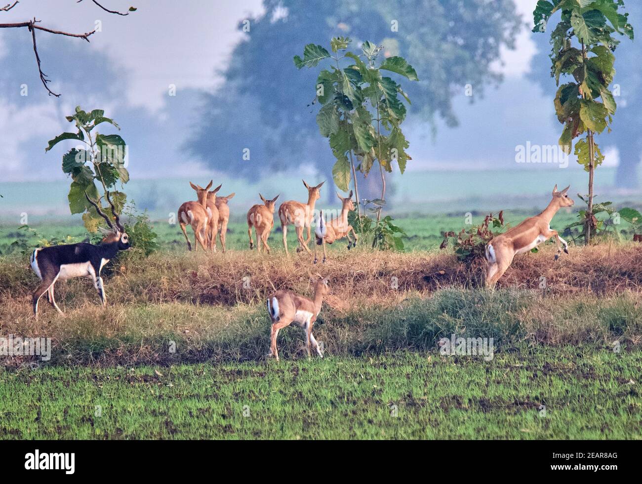 Blackbuck/Antelope indiano Foto Stock