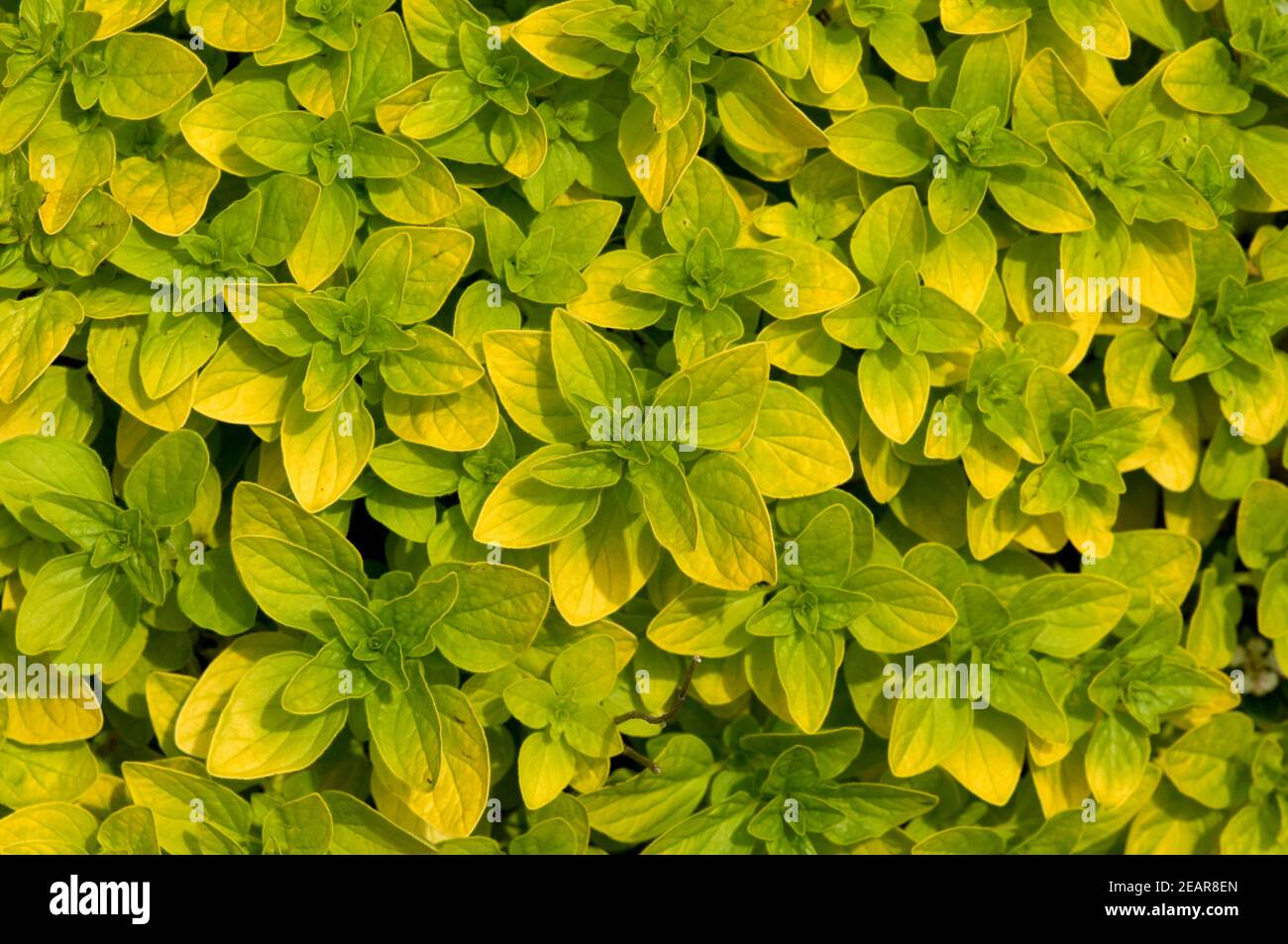 Goldoregano Origanum vulgare Foto Stock