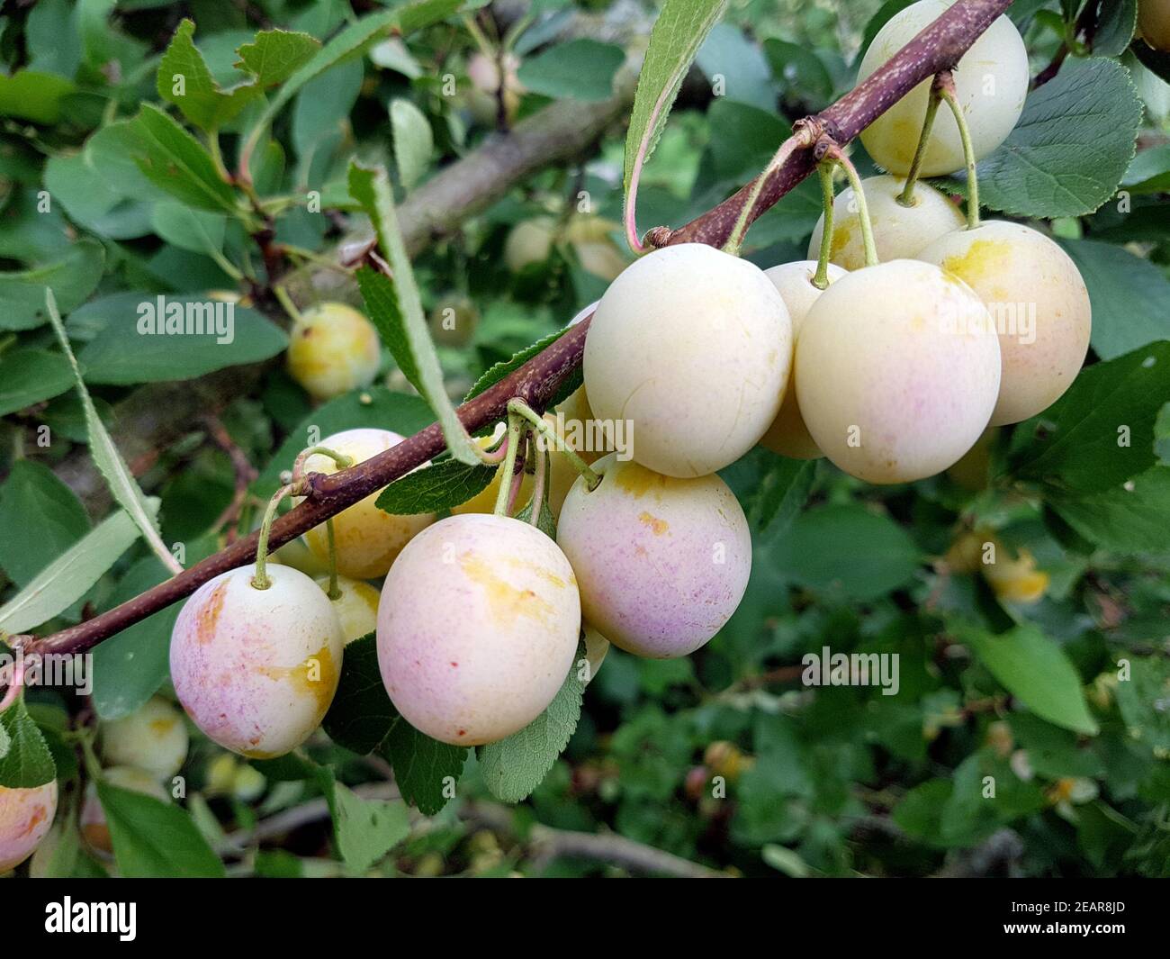 Mirabellen, Prunus domestica Foto Stock