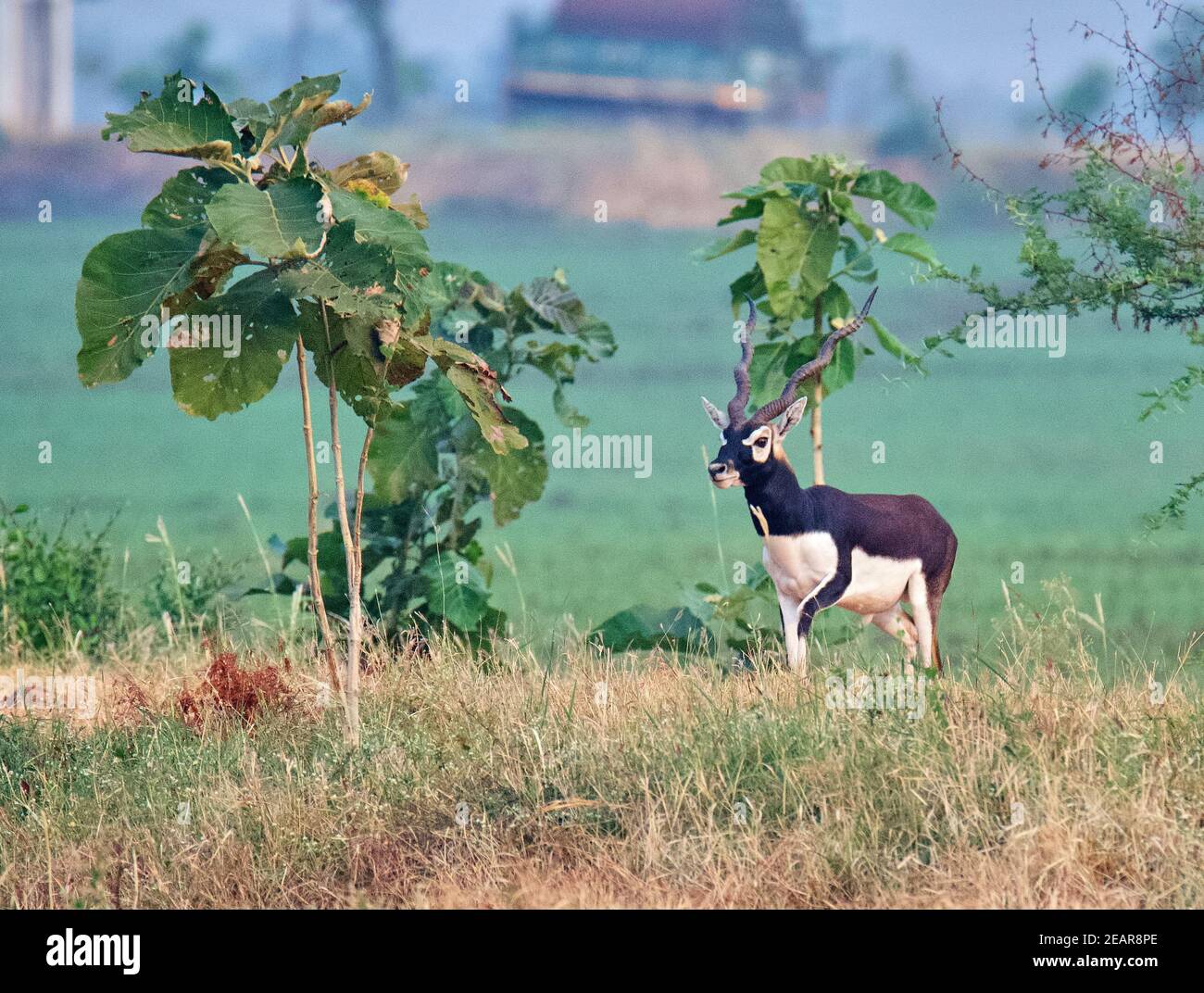 Blackbuck/Antelope indiano Foto Stock
