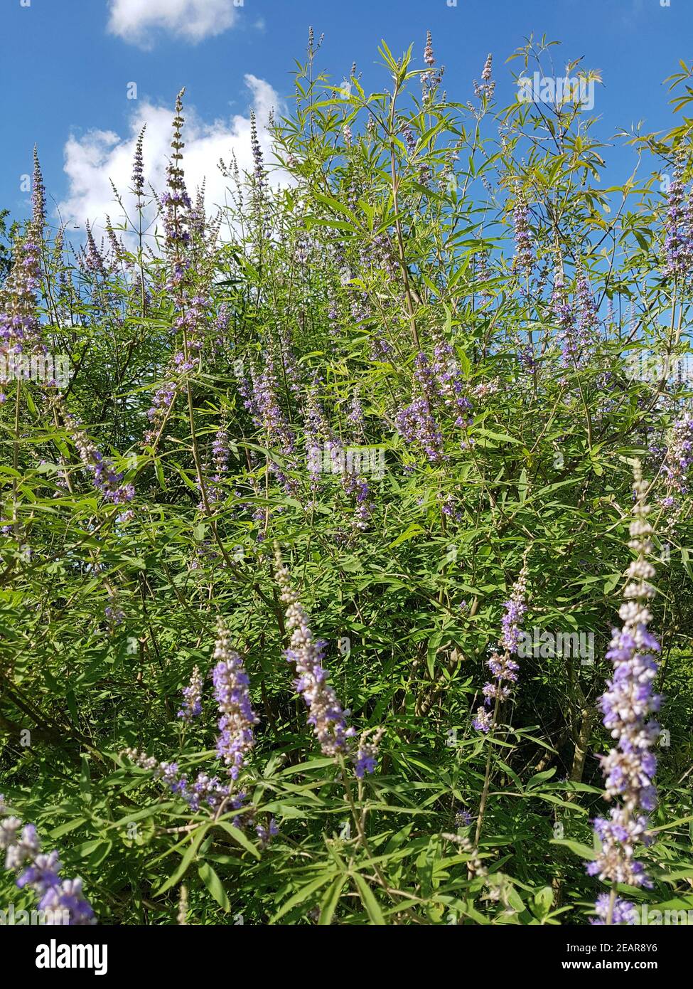 Moenchspfeffer Vitex agnus castus Heilpflanze Foto Stock
