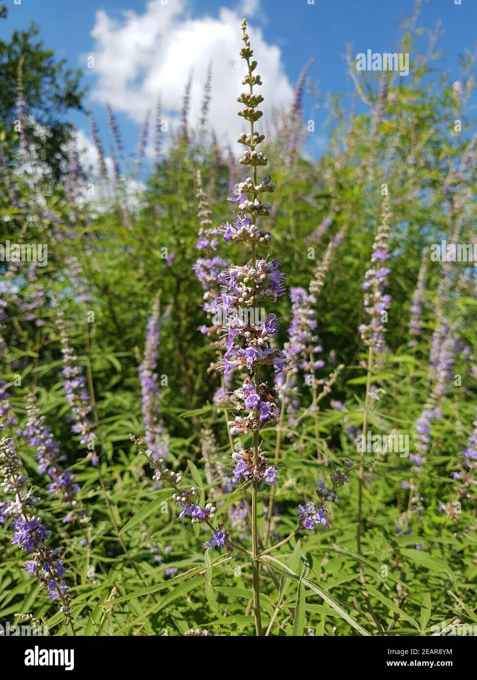 Moenchspfeffer Vitex agnus castus Heilpflanze Foto Stock