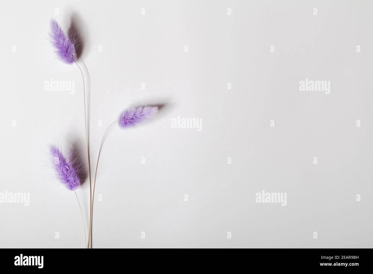 Coniglio coda Grass fiori secchi su sfondo bianco. Composizione minimalista. Romantico, natura sfondo. Spazio di copia. Foto Stock