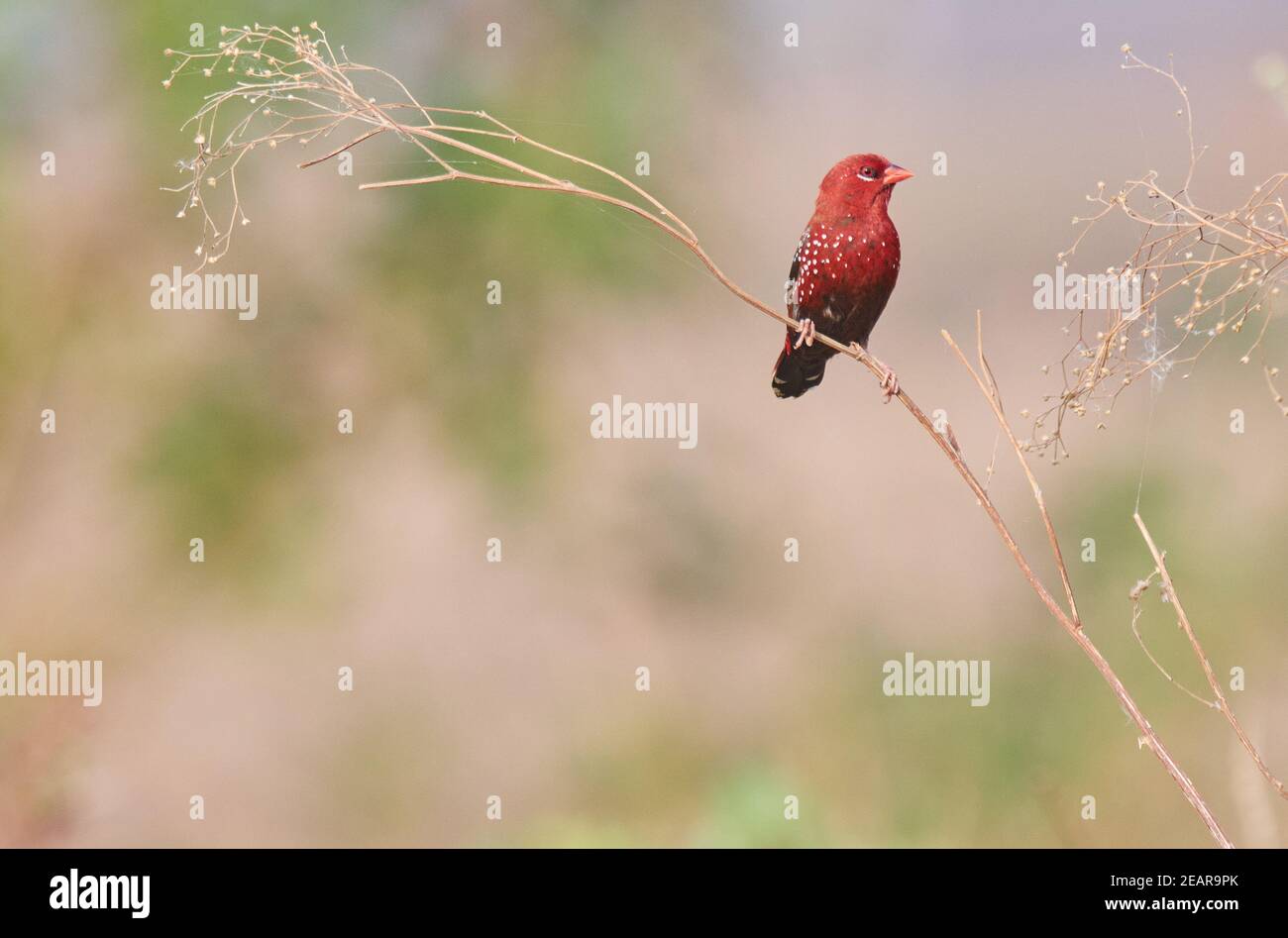 I colori sono i sorrisi della natura --avadavat rosso (Amandava amandava) Foto Stock