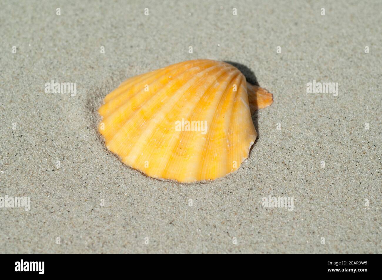 Muschelschale, Muschel Foto Stock