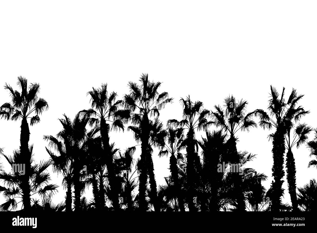 Palme Silhouette grafica isolata in orizzontale Foto Stock