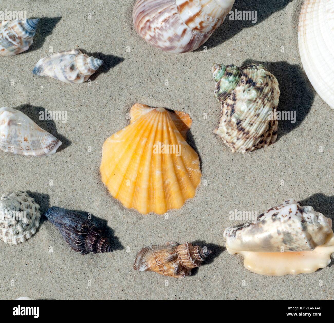 Muschelschale, meeresschnecken Foto Stock