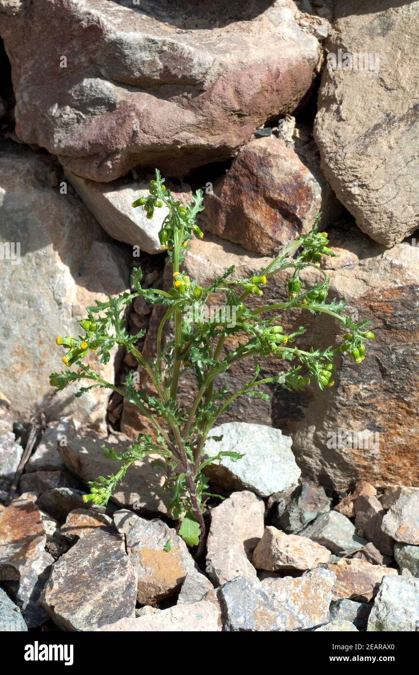 Greiskraut, Gewoehnliches, Senecio vulgaris Foto Stock