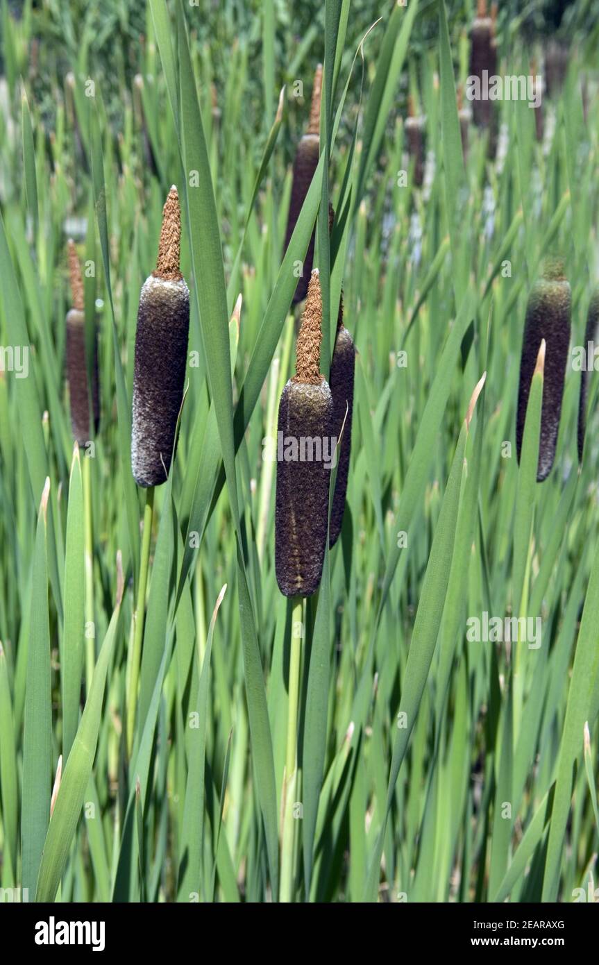 Grauer Rohrkolben Typha shuttleworthii Foto Stock