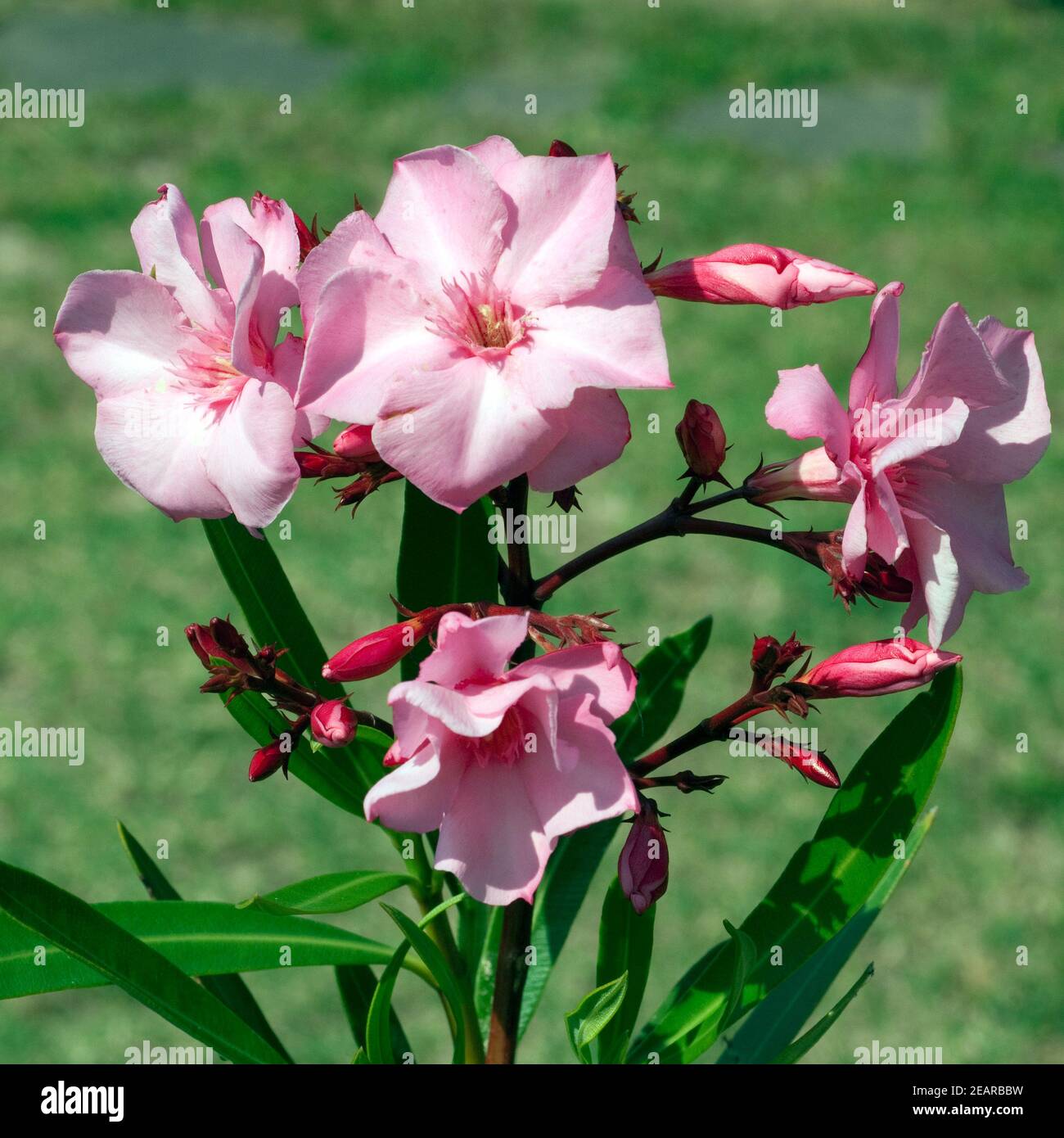 Oleander Nerio Oleander Giftpflanze Wildpflanzen Foto Stock