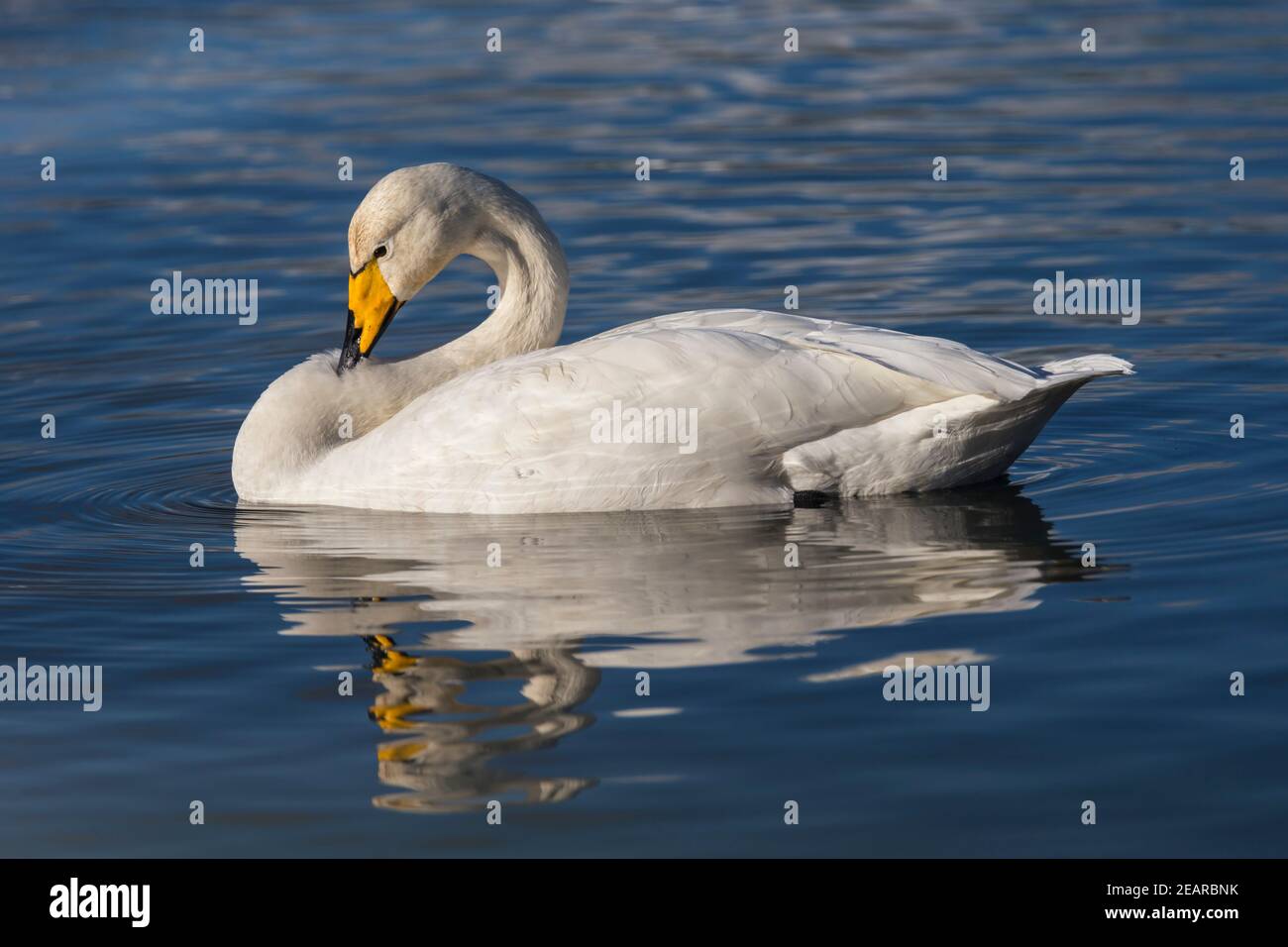 Whooper can (Cygnus cygnus), Caerlaverock WWT, Dumfries & Galloway, Scozia, Regno Unito Foto Stock