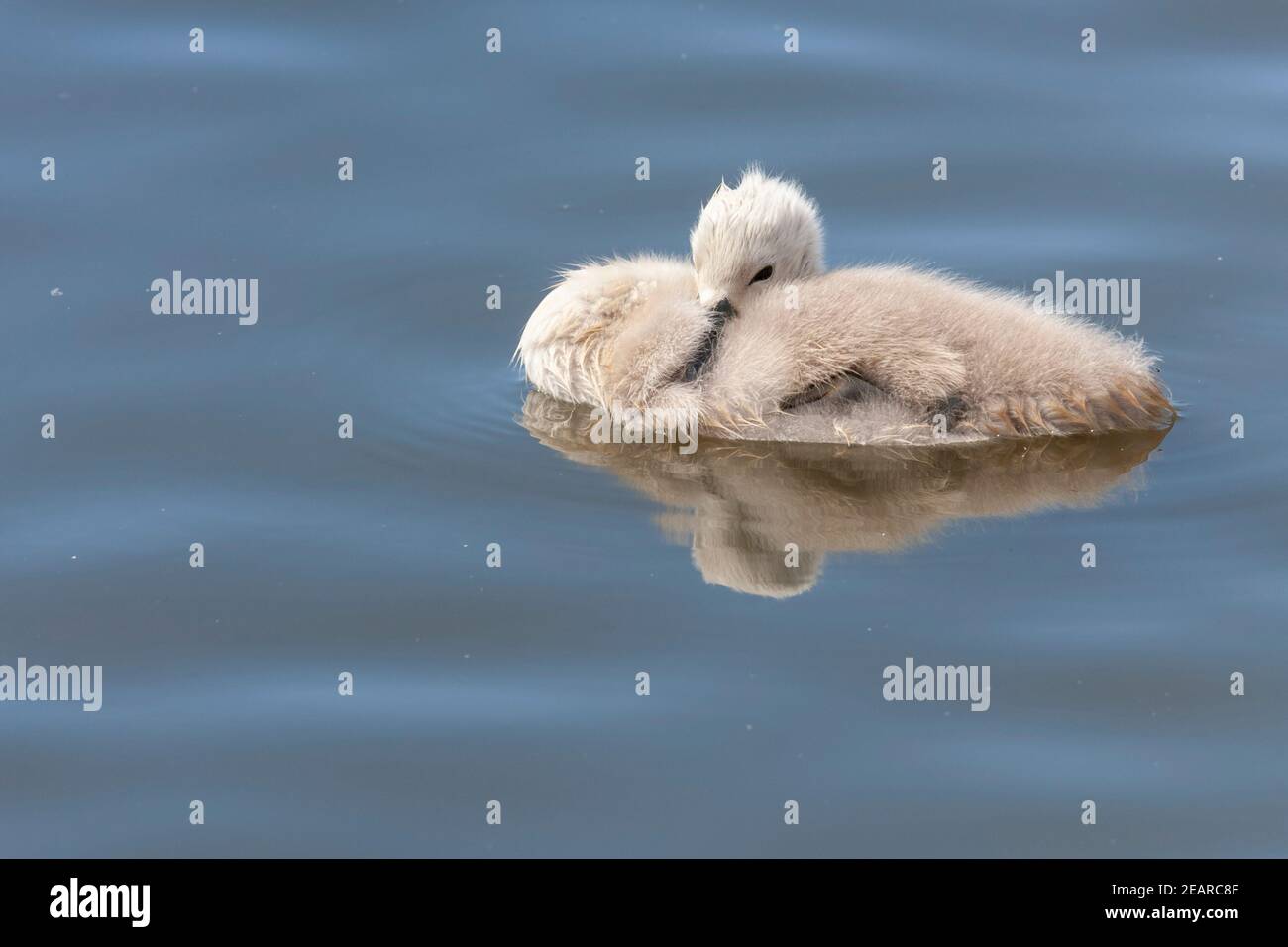 Mute Swan (Cygnus olor) cygnet, Abbotsbury swannery, Dorset, Regno Unito Foto Stock