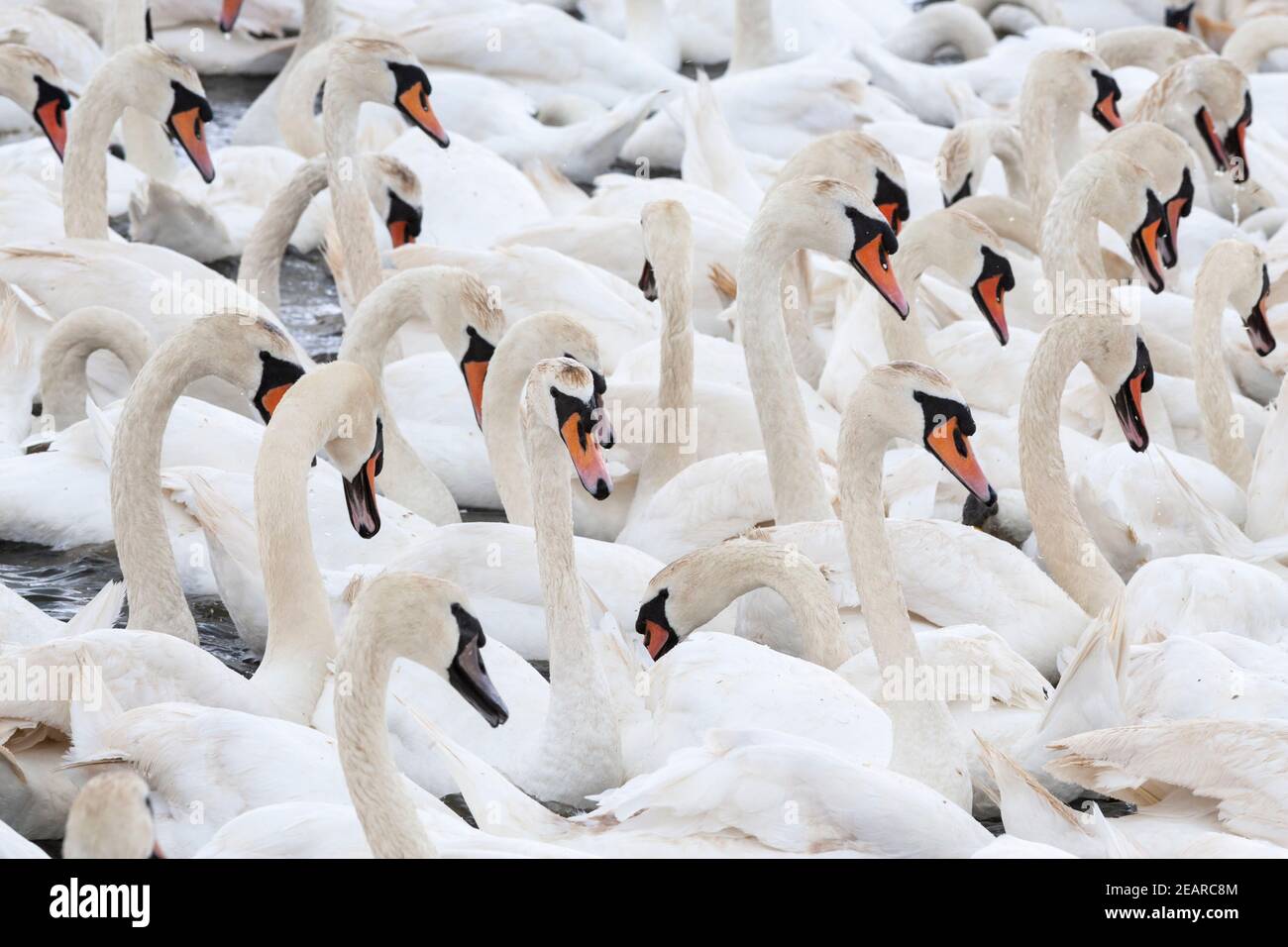 Mute Swans (Cygnus olor), Abbotsbury swannery, Dorset, Regno Unito Foto Stock