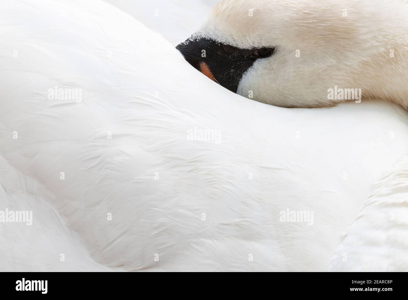 Mute Swan (Cygnus olor), Abbotsbury swannery, Dorset, Regno Unito Foto Stock