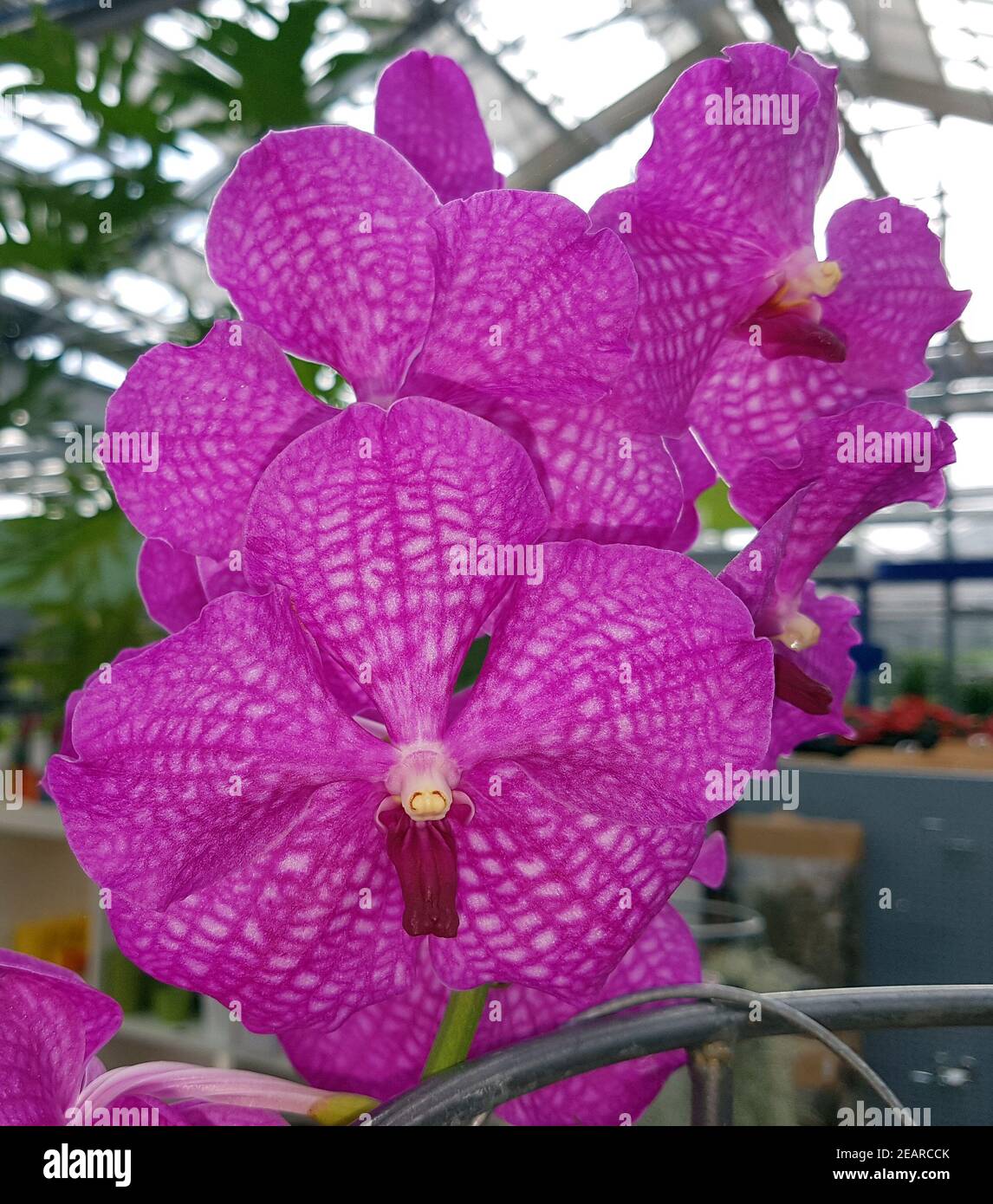 Orchidee, Vanda, Hybride Foto Stock