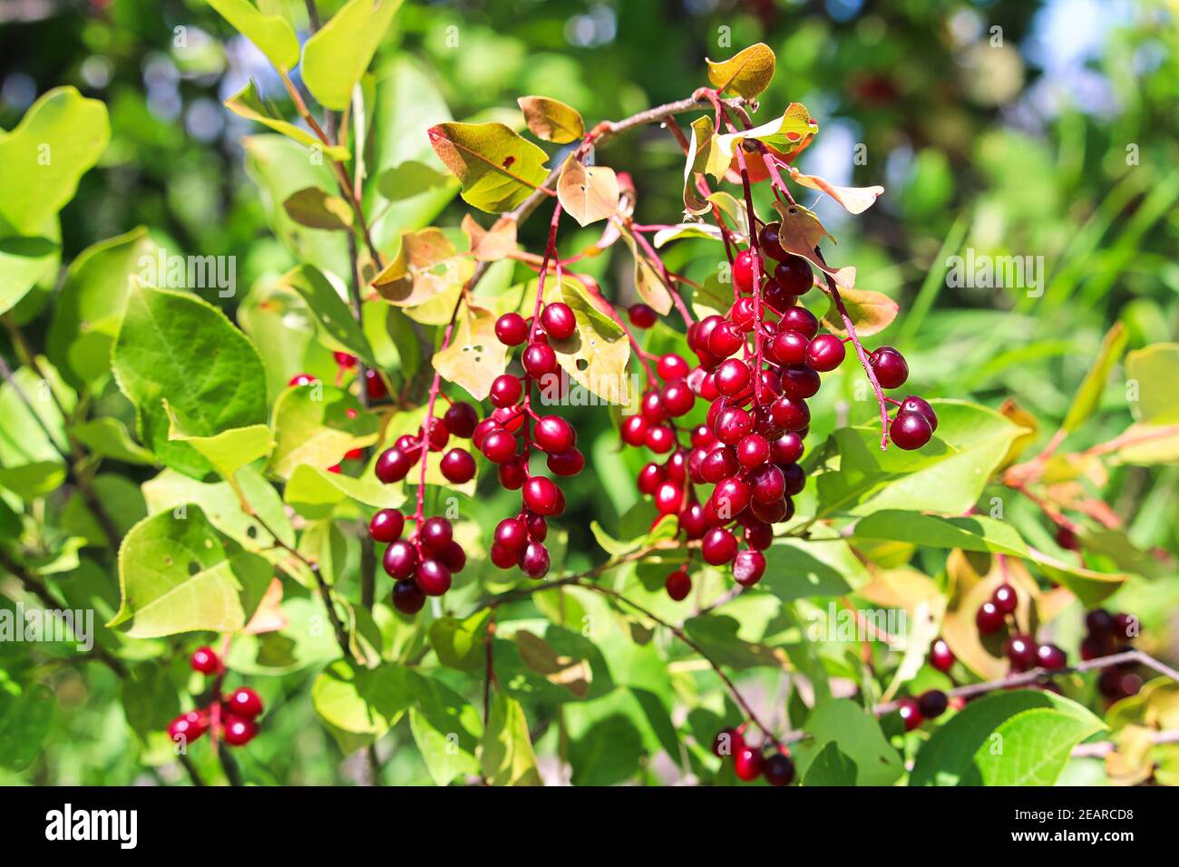 Chokecherries rosso selvatico maturo appendere su un ramo Foto Stock