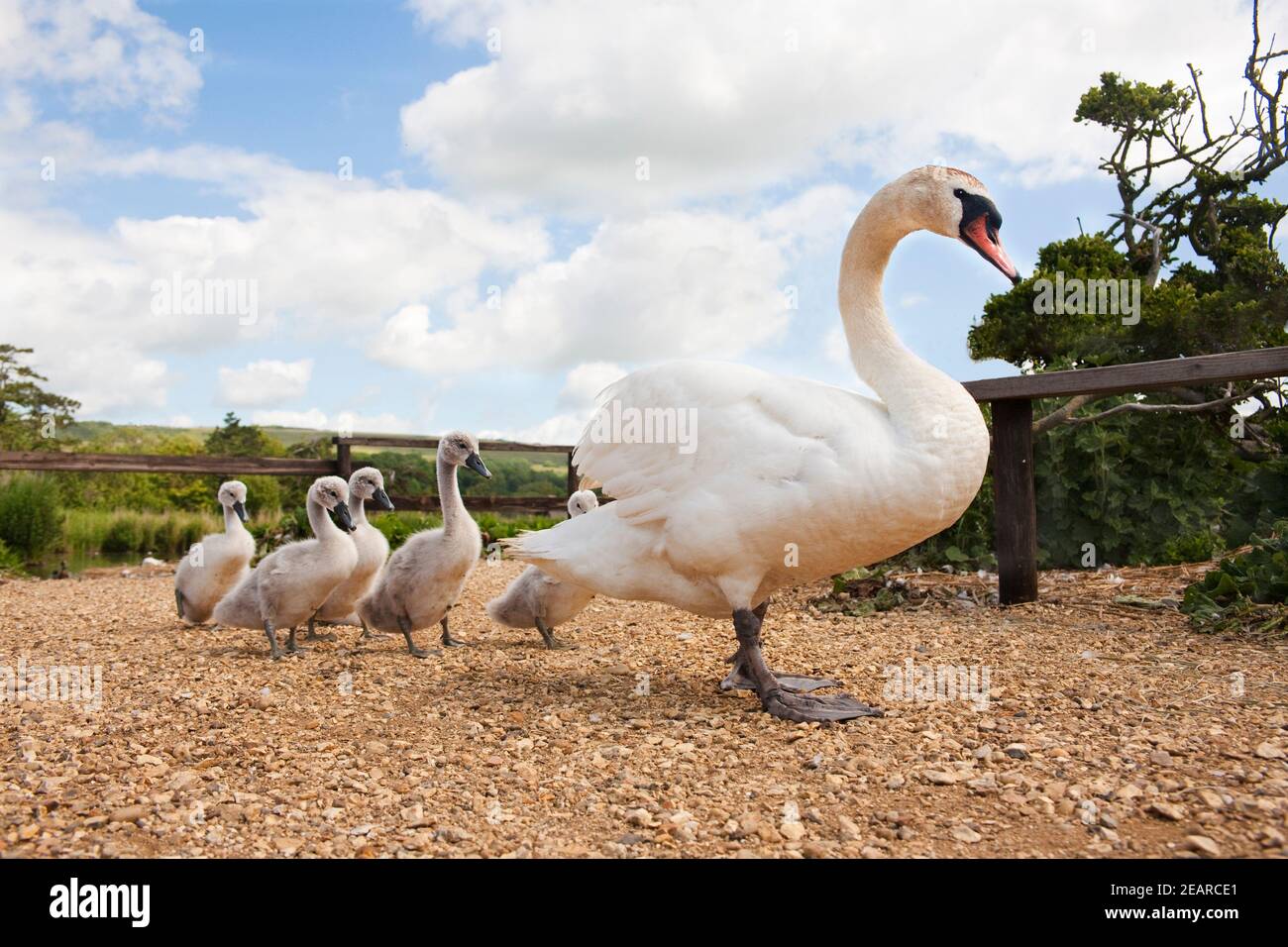 Mute swan (Cygnus olor) con cignets, Abbotsbury swannery, Dorset, UK Foto Stock