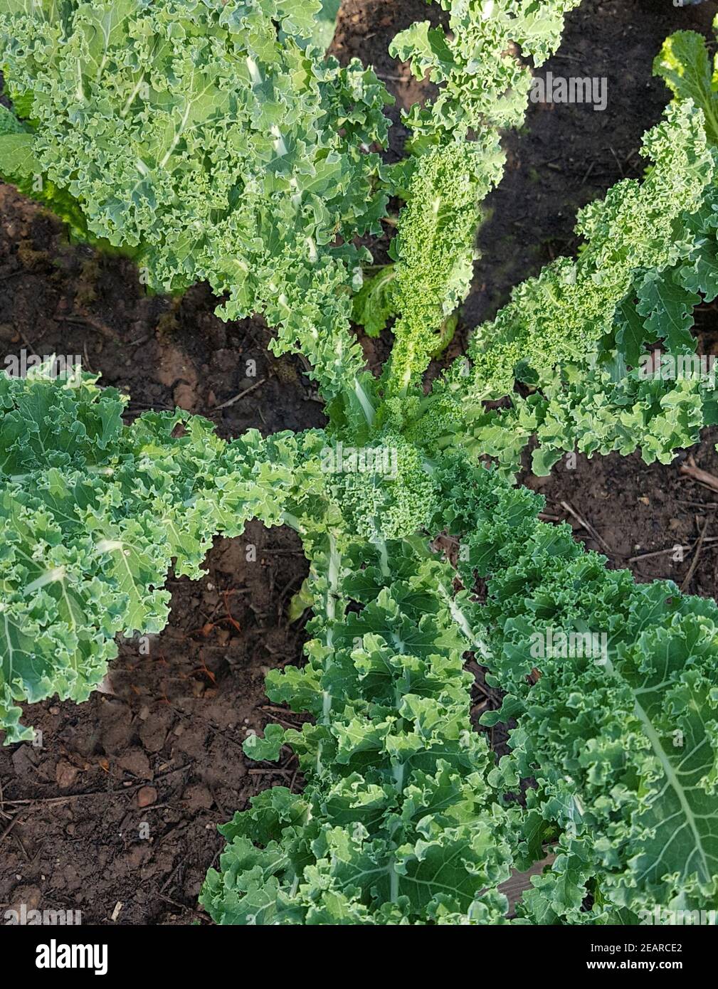 Gruenkohl, Brassica, oleracea, sabellica Foto Stock