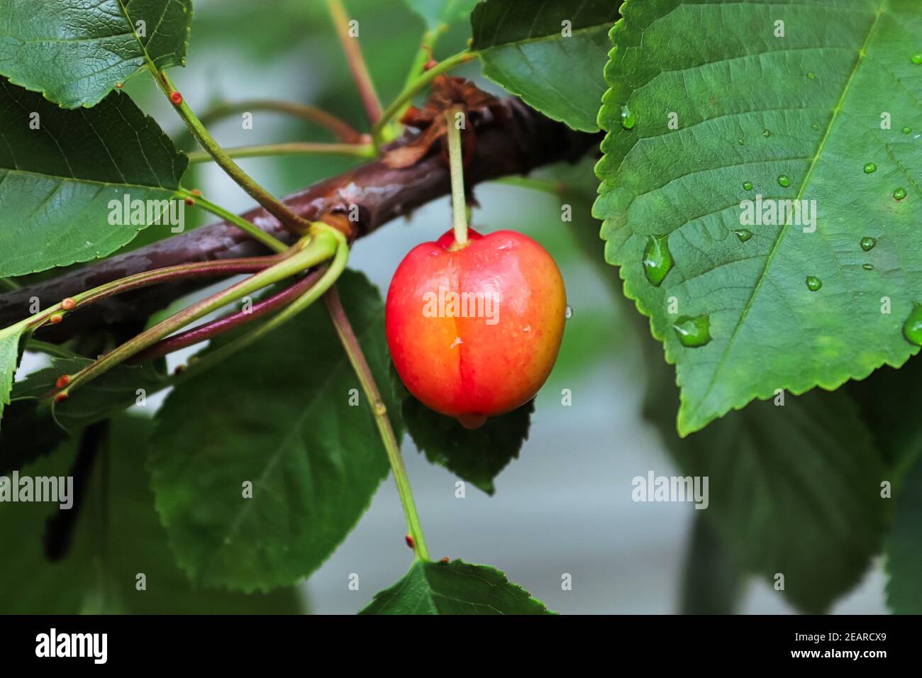 Una sola ciliegia dolce che matura su un albero Foto Stock