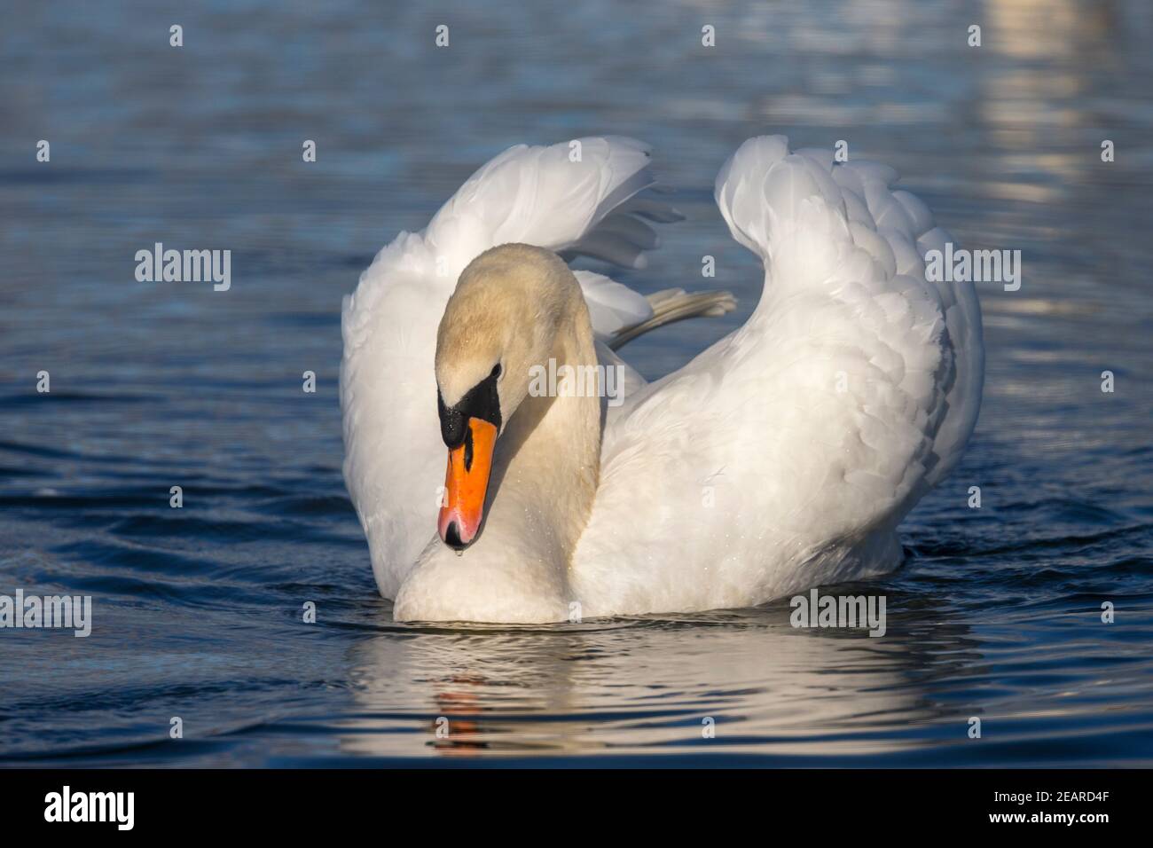 Mute Swan (Cygnus olor), Regno Unito Foto Stock