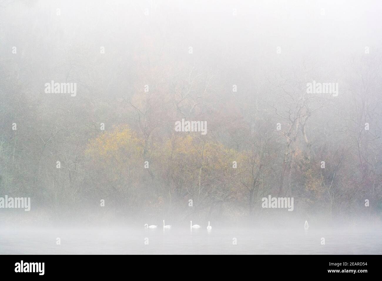 Mute cigni (Cygnus olor) in nebbia, Bolam Lake Country Park, Northumberland, Regno Unito Foto Stock