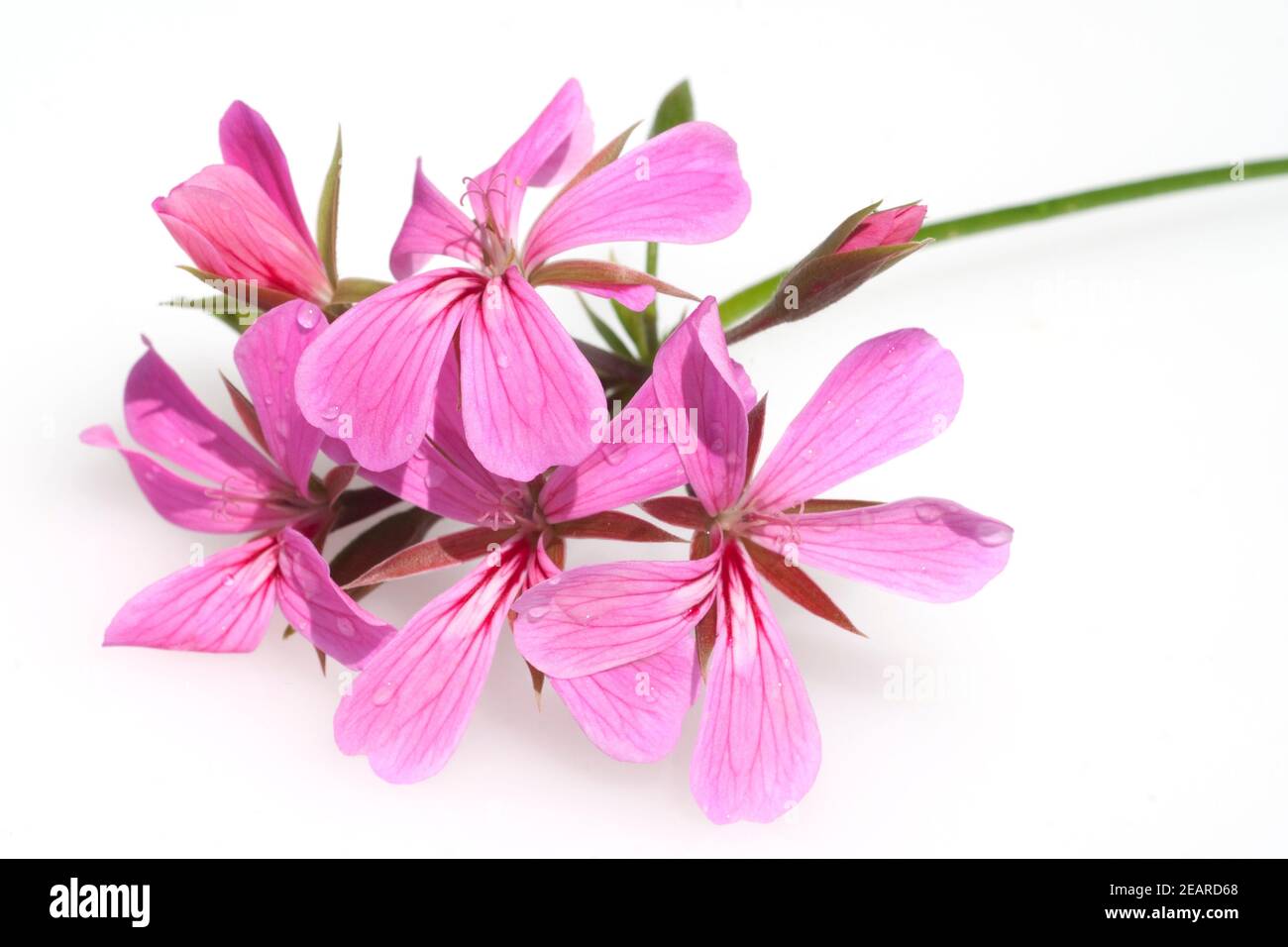 Geranien, Haengegeranien, Peltatum-Hybride, Foto Stock