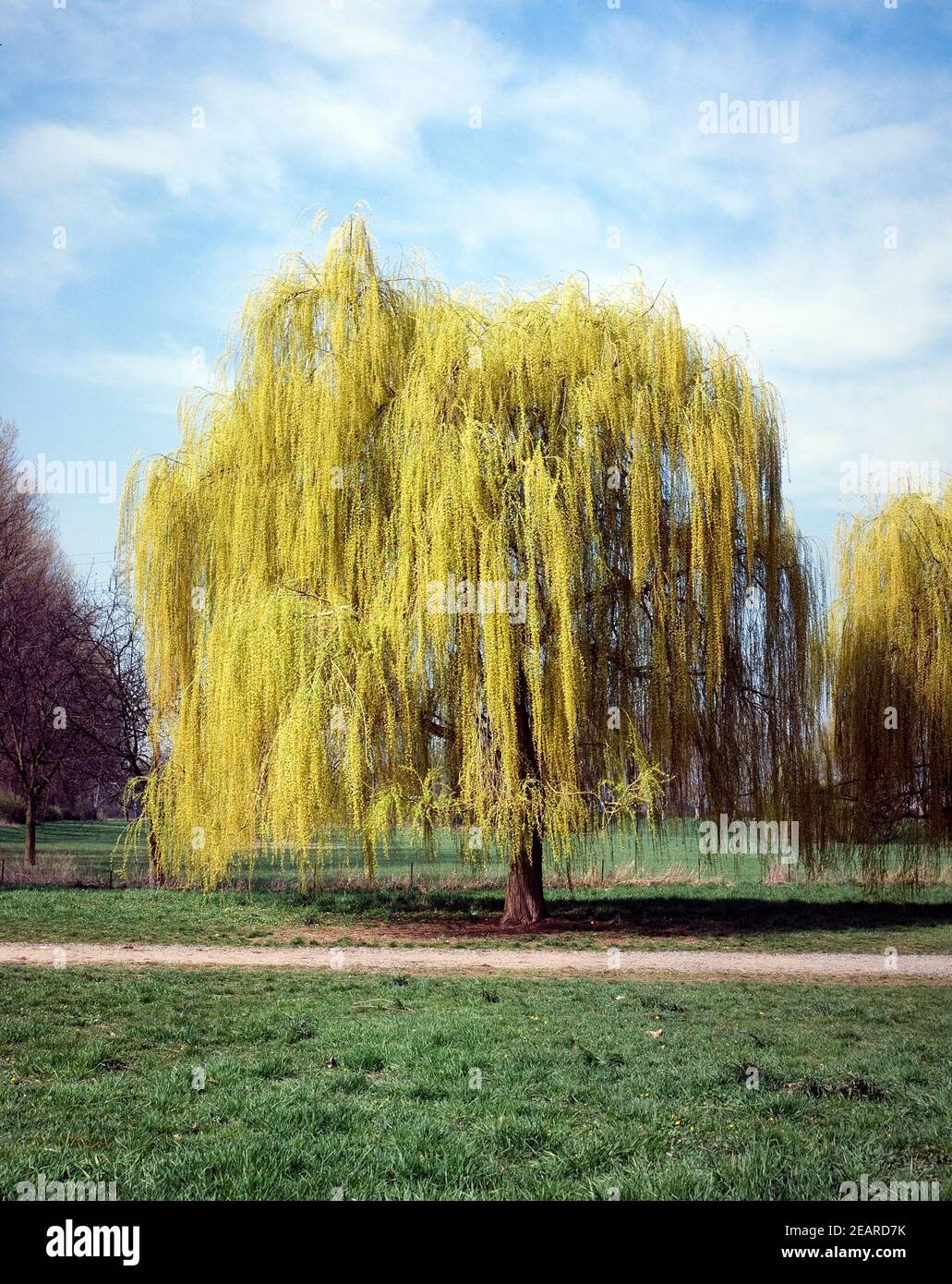 Trauerweide Foto Stock