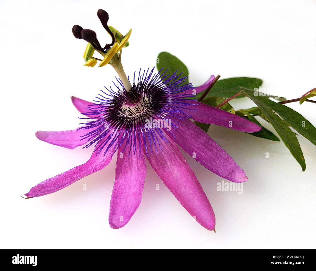Passionsblume, Passiflora violacea, violette, Heilpflanze Foto Stock