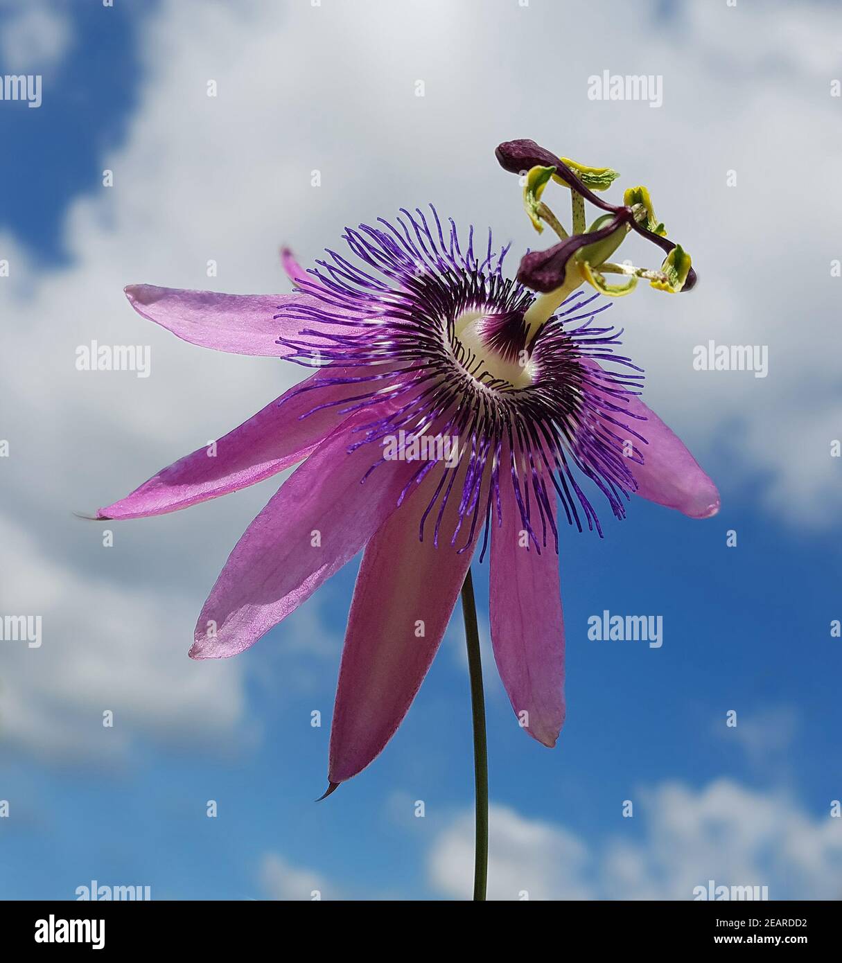 Passionsblume, Passiflora violacea Foto Stock