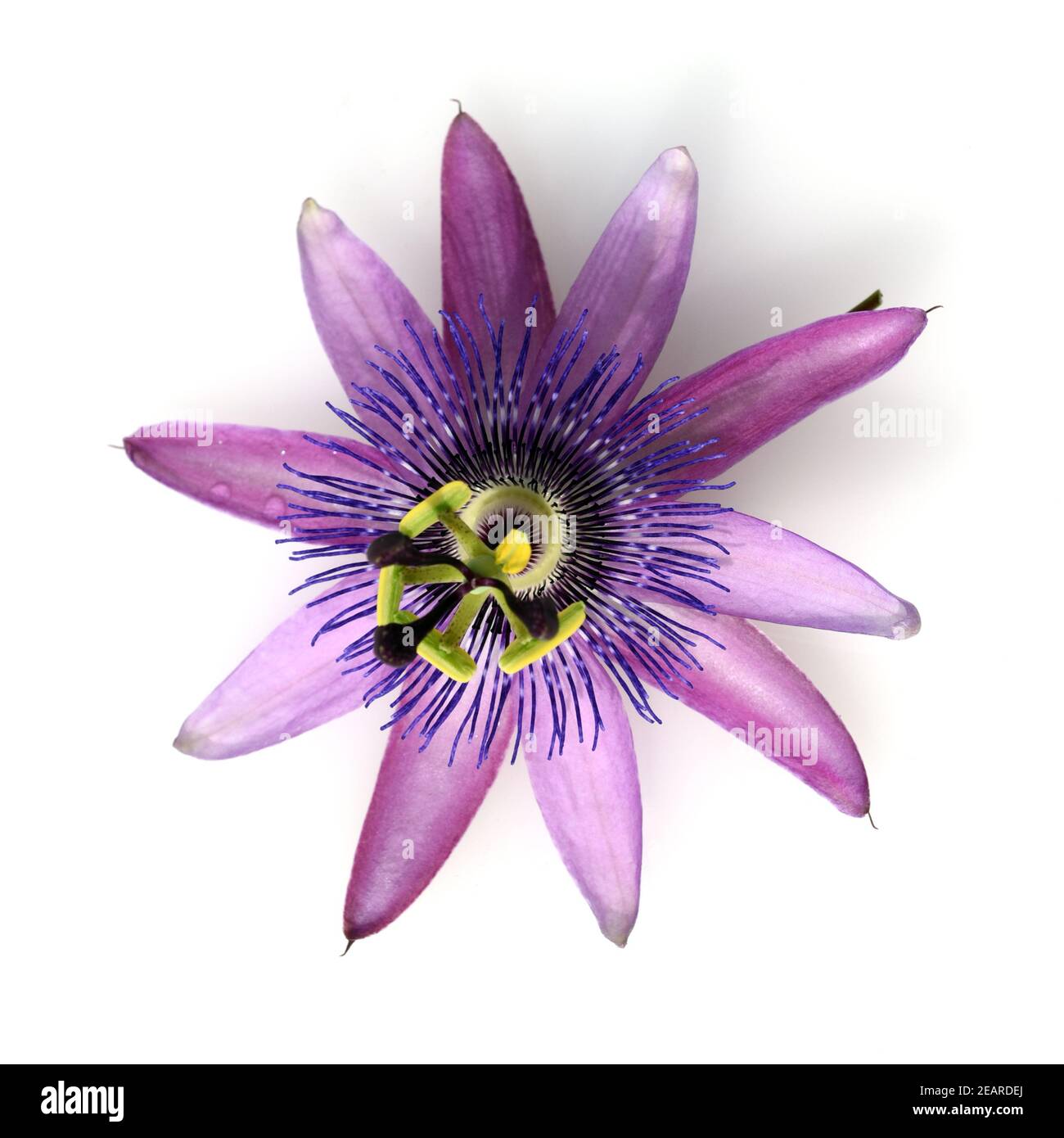 Passionsblume, Passiflora violacea, violette, Heilpflanze Foto Stock