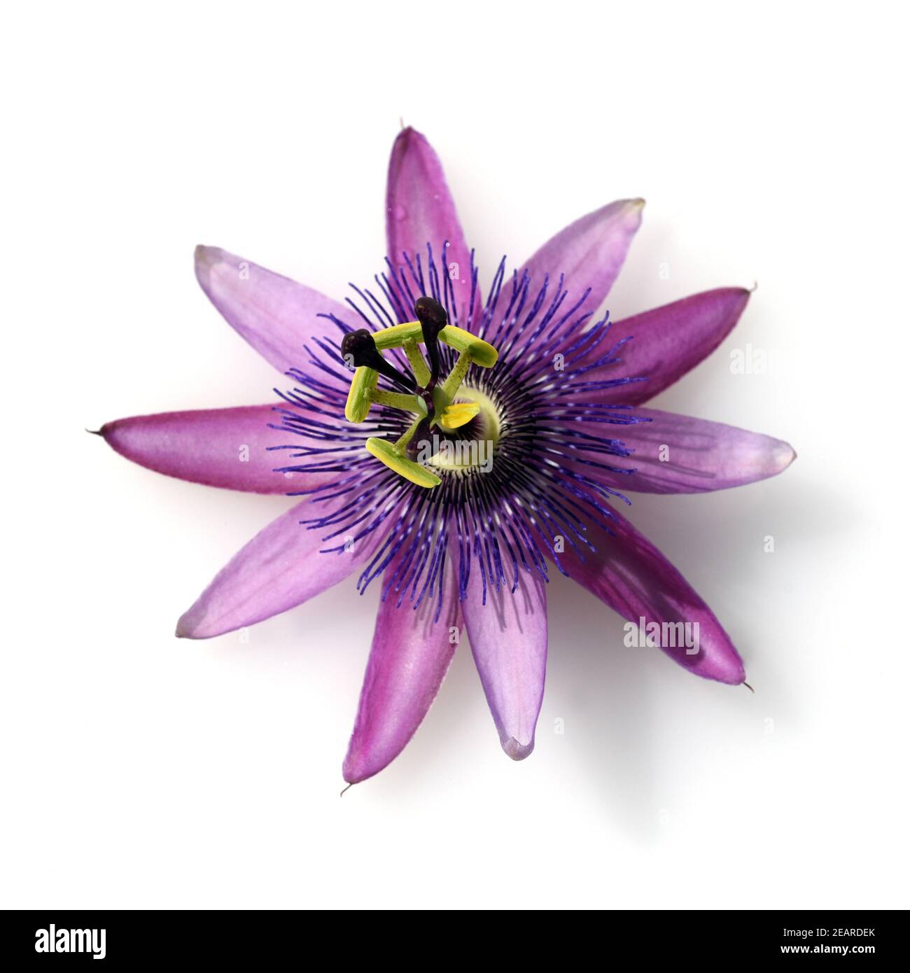 Passionsblume, Passiflora violacea, violette, Heilpflanze Foto Stock