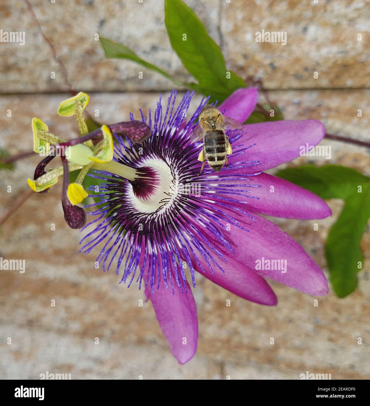 Passionsblume, Passiflora violacea, violette, Heilpflanze Foto Stock