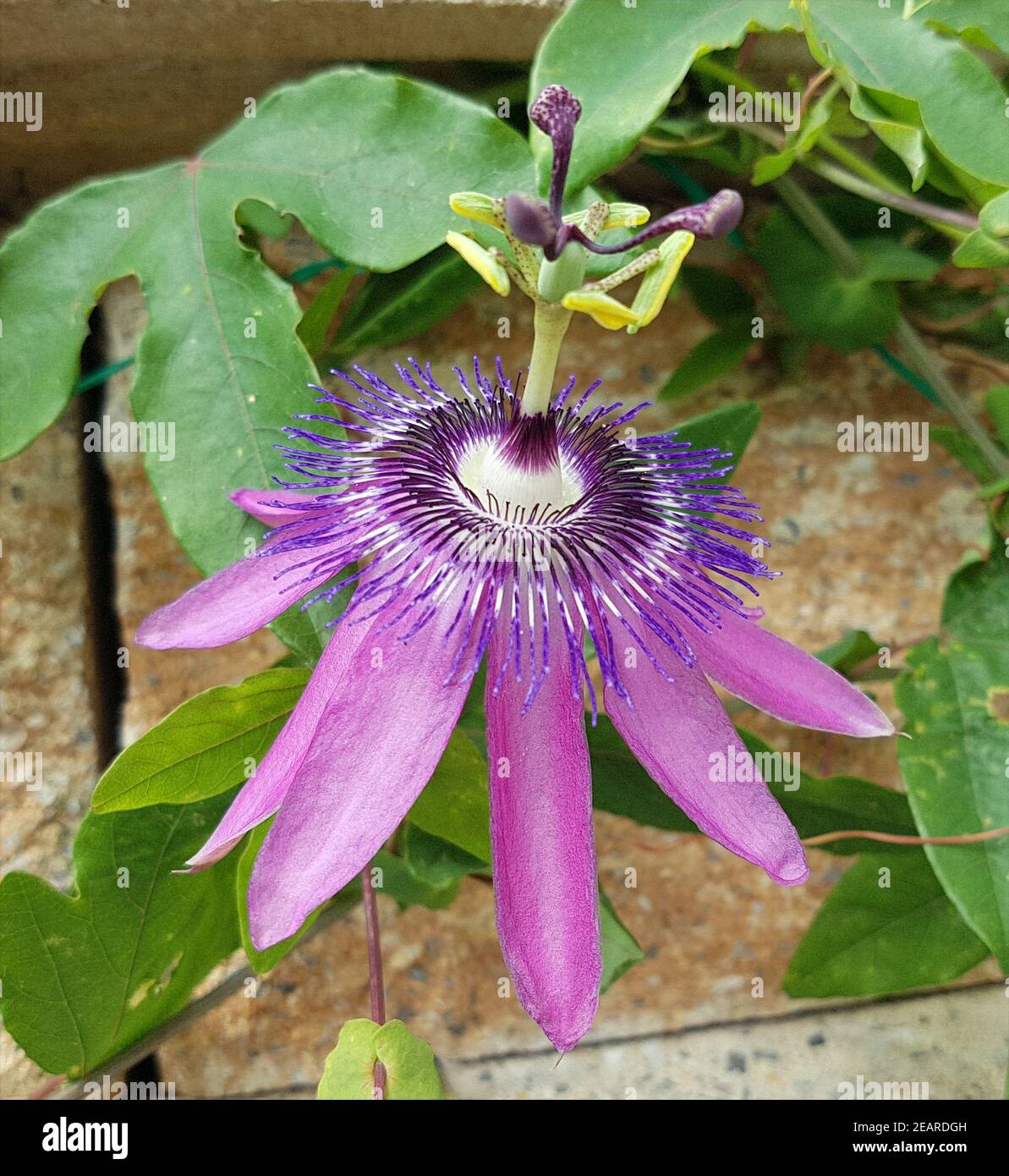 Passionsblume, Passiflora violacea, Violette Foto Stock
