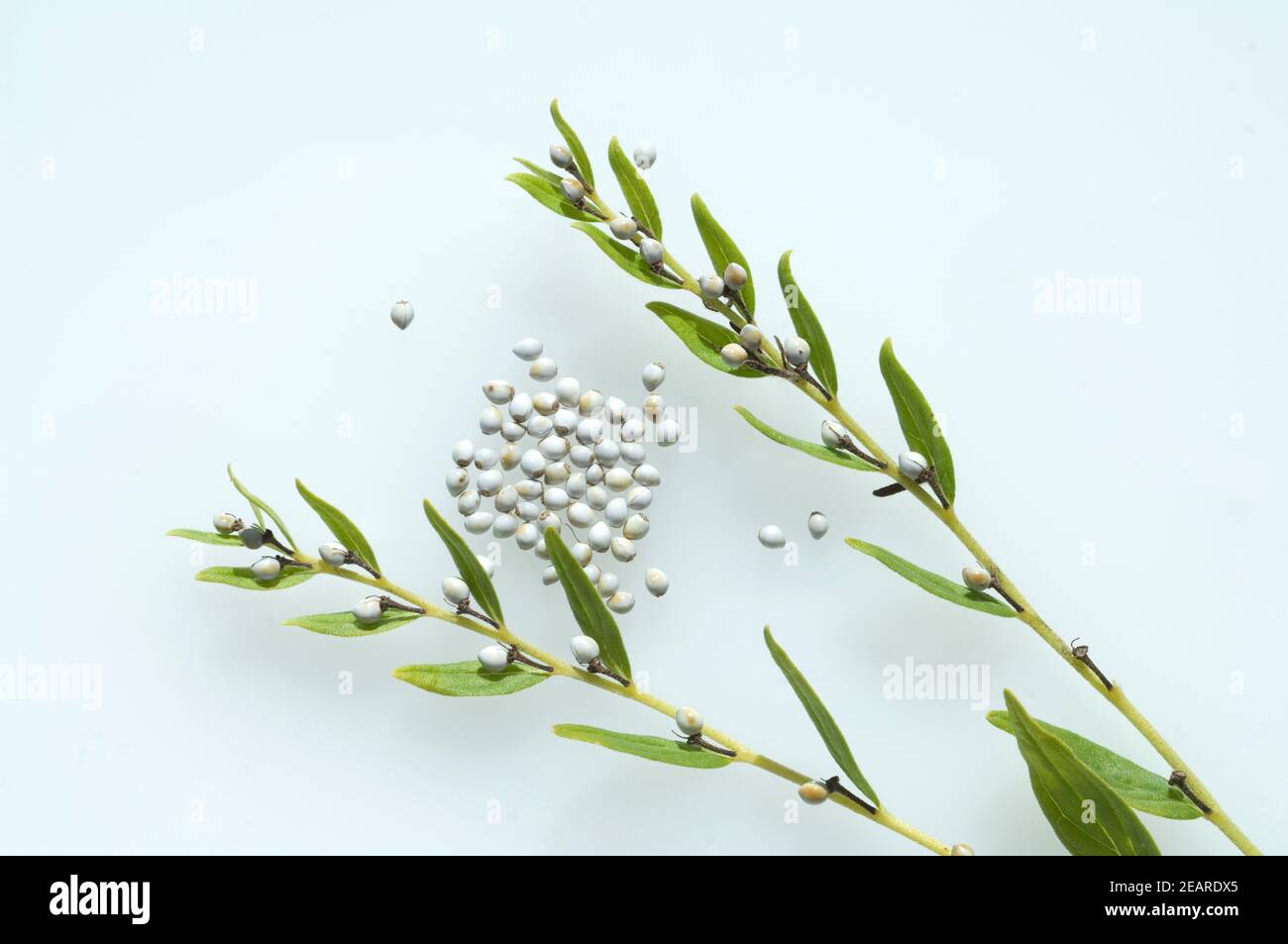 Steinsame, Echter su Steinsame, Lithospermum Officinale, Foto Stock