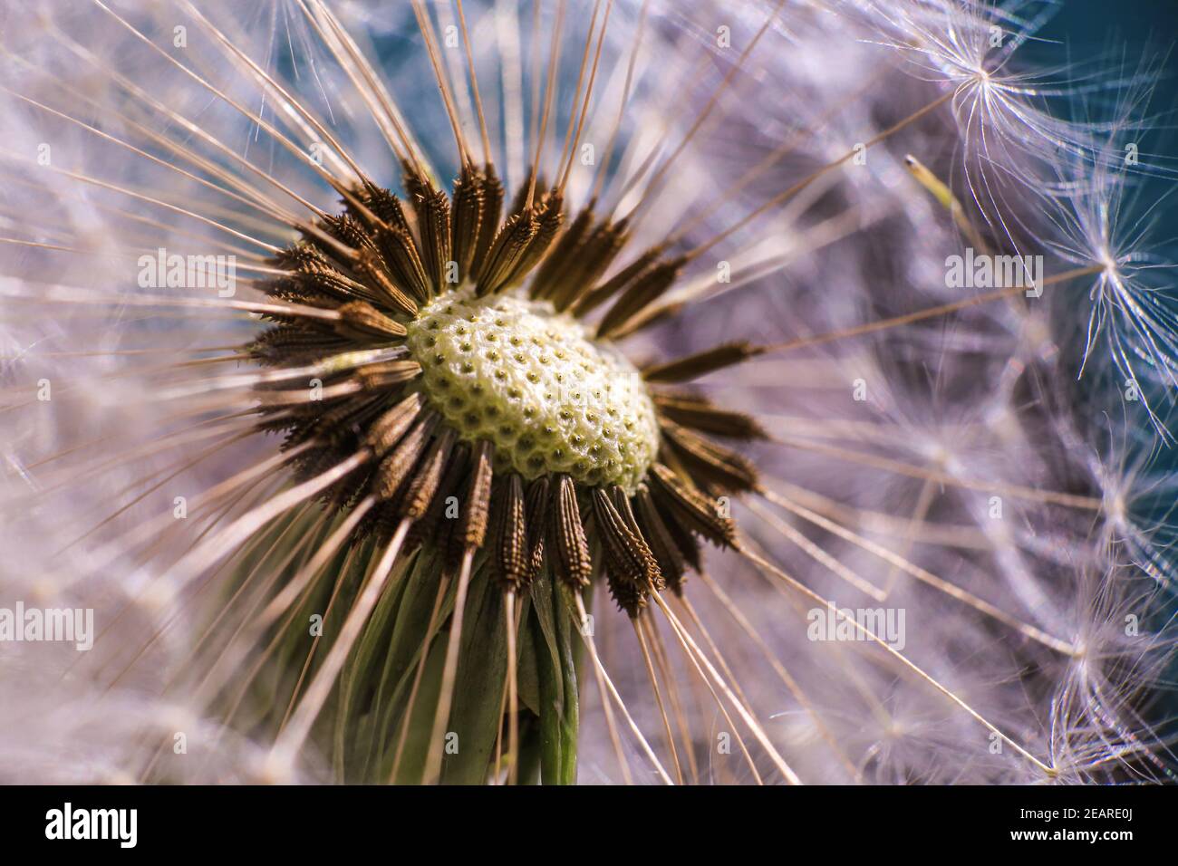 Dente di leone silhouette fiore soffice sul cielo tramonto. Primo piano macro seme. Foto Stock