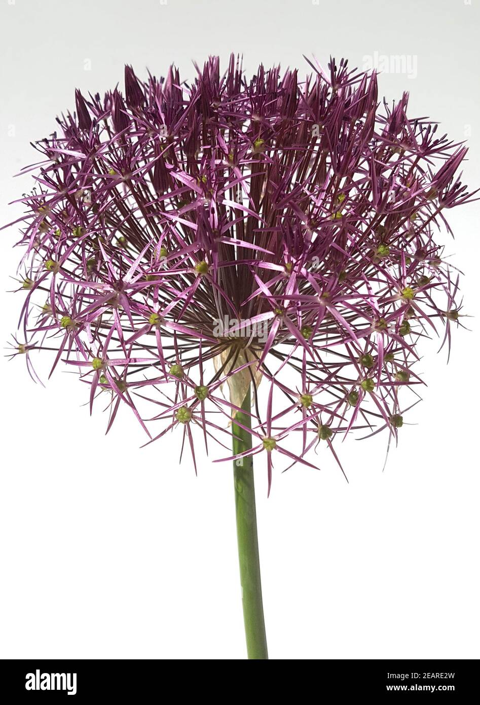 Sternkugel-Lauch, Allium cristophii Foto Stock