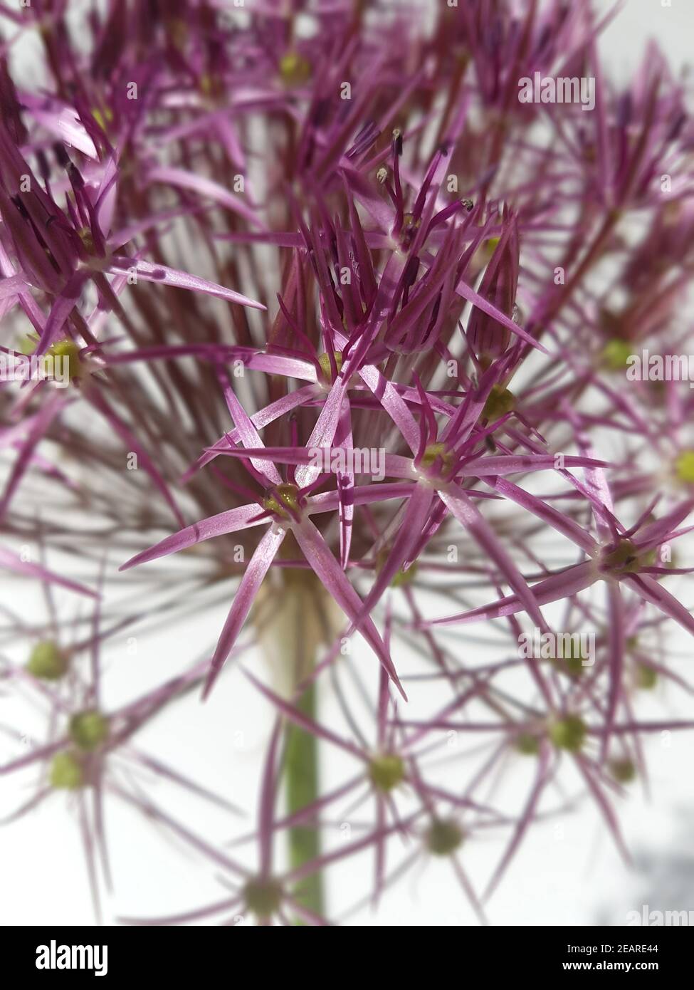 Sternkugel-Lauch, Allium cristophii Foto Stock