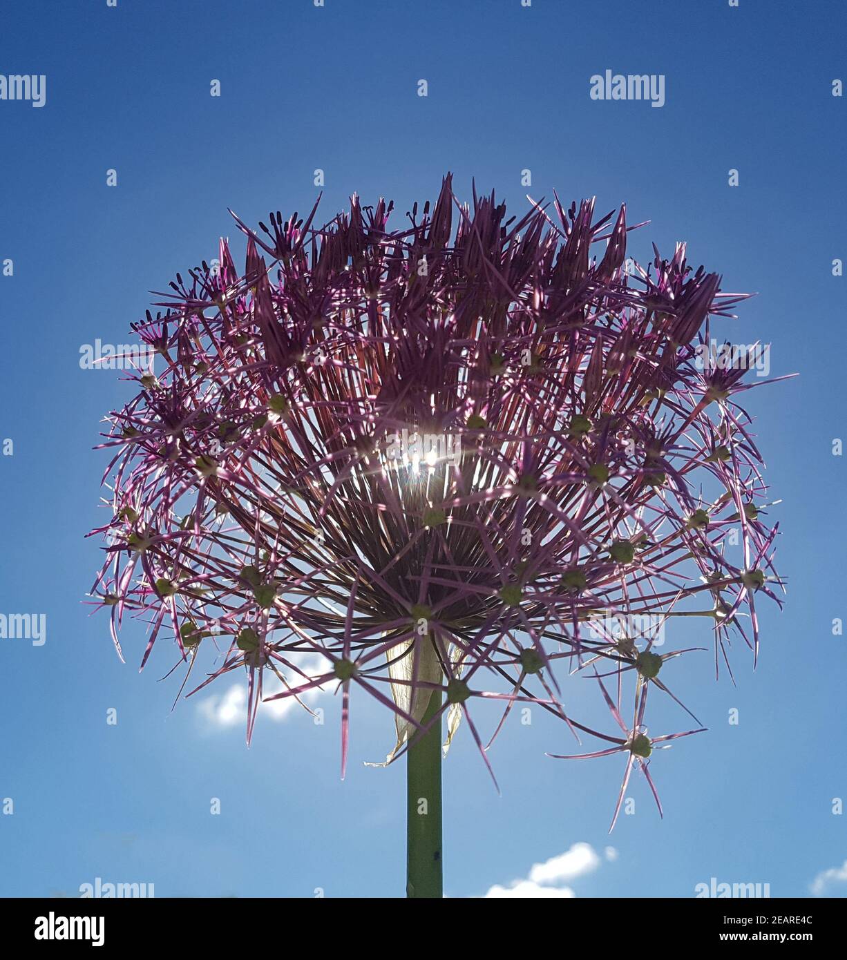 Sternkugel-Lauch, Allium cristophii Foto Stock