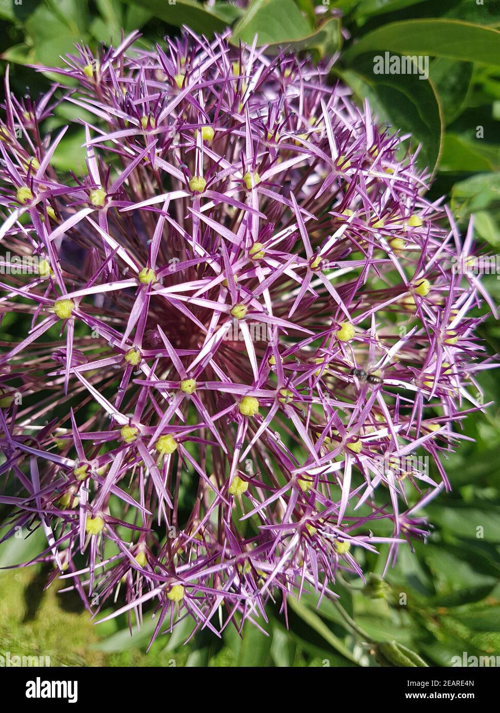 Sternkugel-Lauch, Allium cristophii Foto Stock