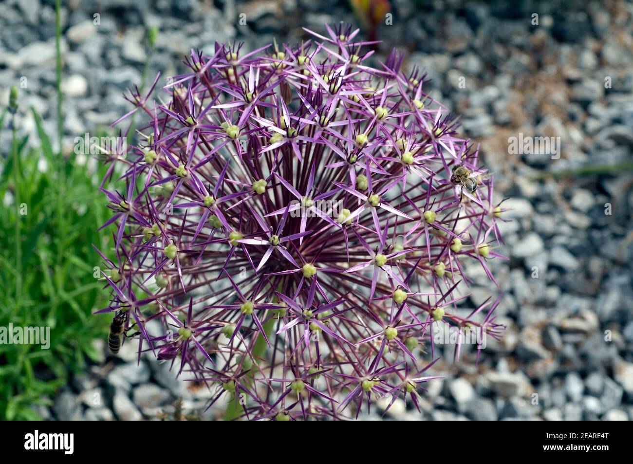 Sternkugel-Lauch, Allium cristophii Foto Stock