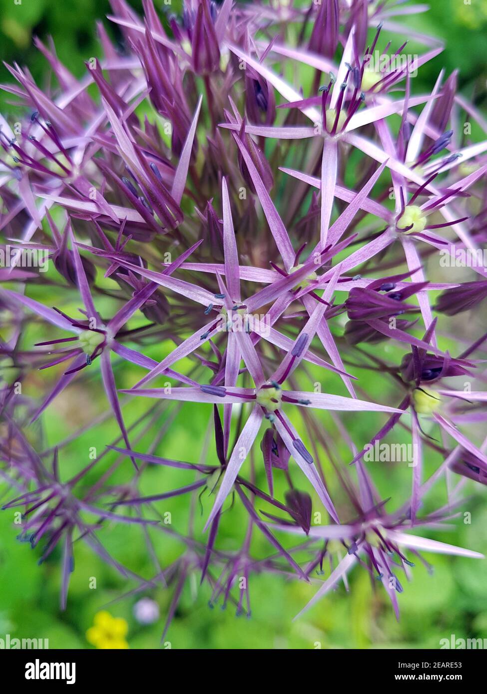 Sternkugel-Lauch, Allium cristophii Foto Stock