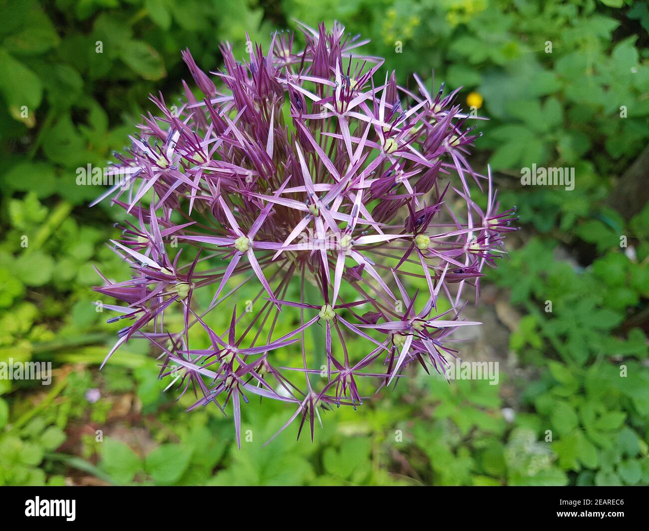 Sternkugel-Lauch, Allium cristophii Foto Stock