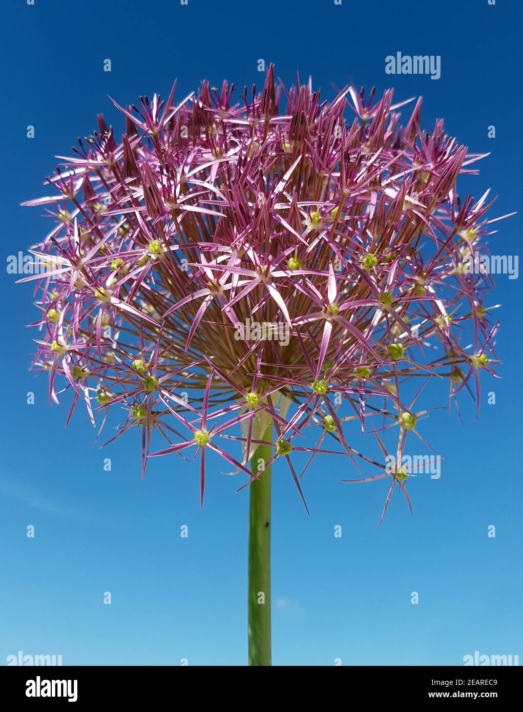 Sternkugel-Lauch, Allium cristophii Foto Stock