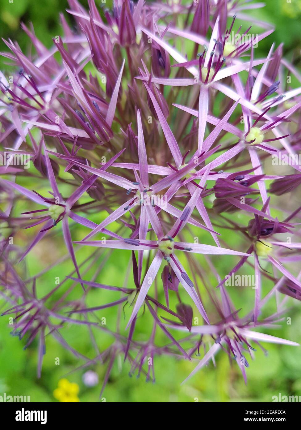 Sternkugel-Lauch, Allium cristophii Foto Stock