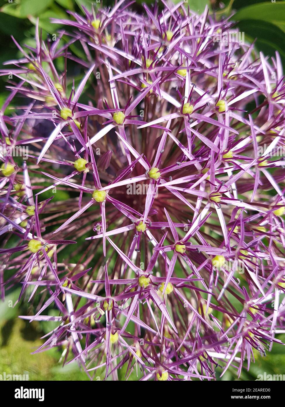 Sternkugel-Lauch, Allium cristophii Foto Stock